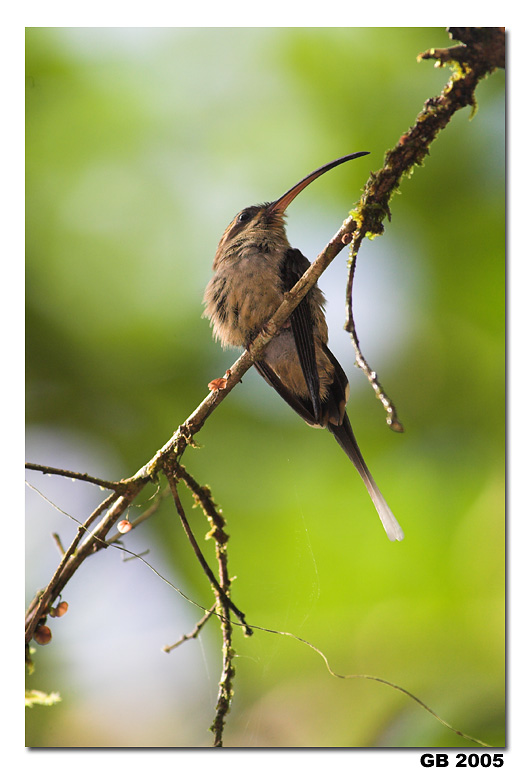 LONG-TAILED HERMIT